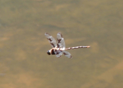 [Side view of a dragonfly flying above the water with the clear and brown parts of the wings more visible. The brown color segments are irregular shapes on the wings.]